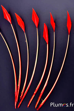 Cigno freccia - 20-30 cm - rosso-giallo